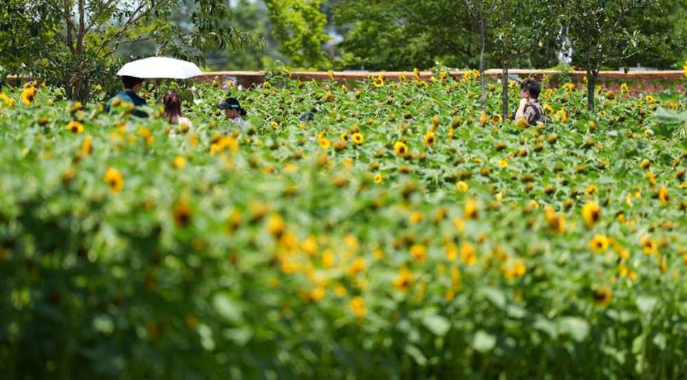 전남 6월 꽃 구경 가볼만한 곳, 축제·여행 갈만한 곳 추천