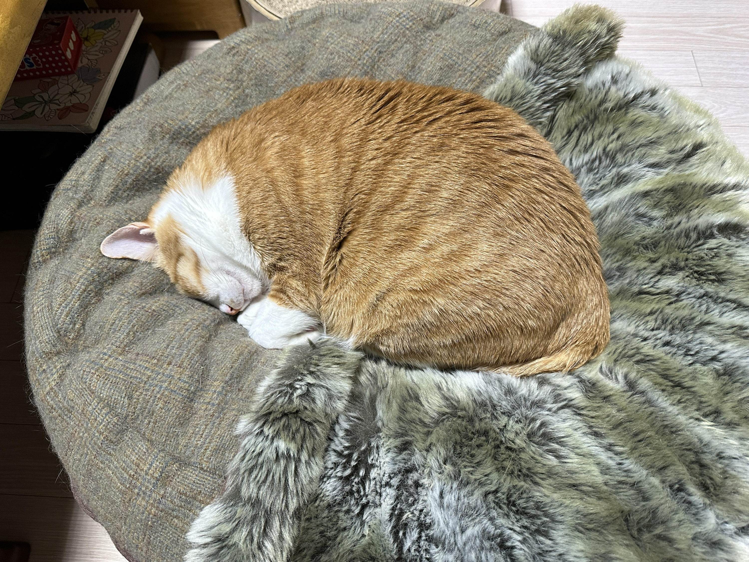 터래기방석 위치를 옮겼더니 고양이들이.. (feat. 방석에 폭 안겨 자는 치즈냥이 호야와 삼색이 다다)