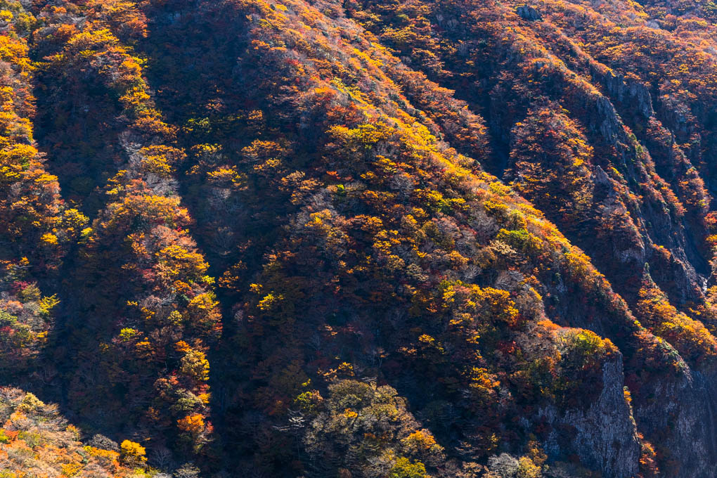 한라산 영실의 단풍절정