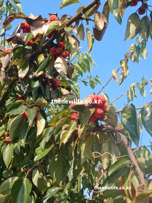 꾸지뽕 효능 당뇨 개선 가바 루틴