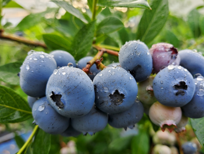 보라빛의 나무에 열린 블루베리