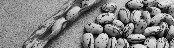 호랑이콩 심는시기: 4월 중순 ~ 6월 초