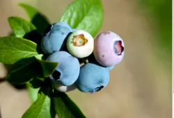 신장에 좋은 음식