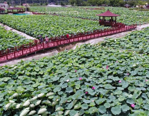 경남 여행지 추천 ❘ 밀양 가볼만한 곳 베스트 10. 밀양연꽃단지