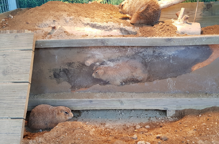 퍼스트가든 별빛축제