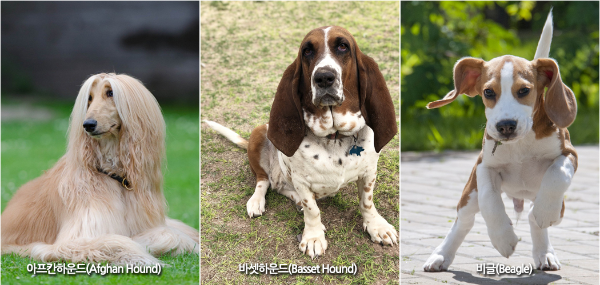 아프간하운드 바셋하운드 비글