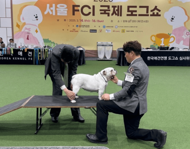 서울 FCL국제 도그쇼 심사과정