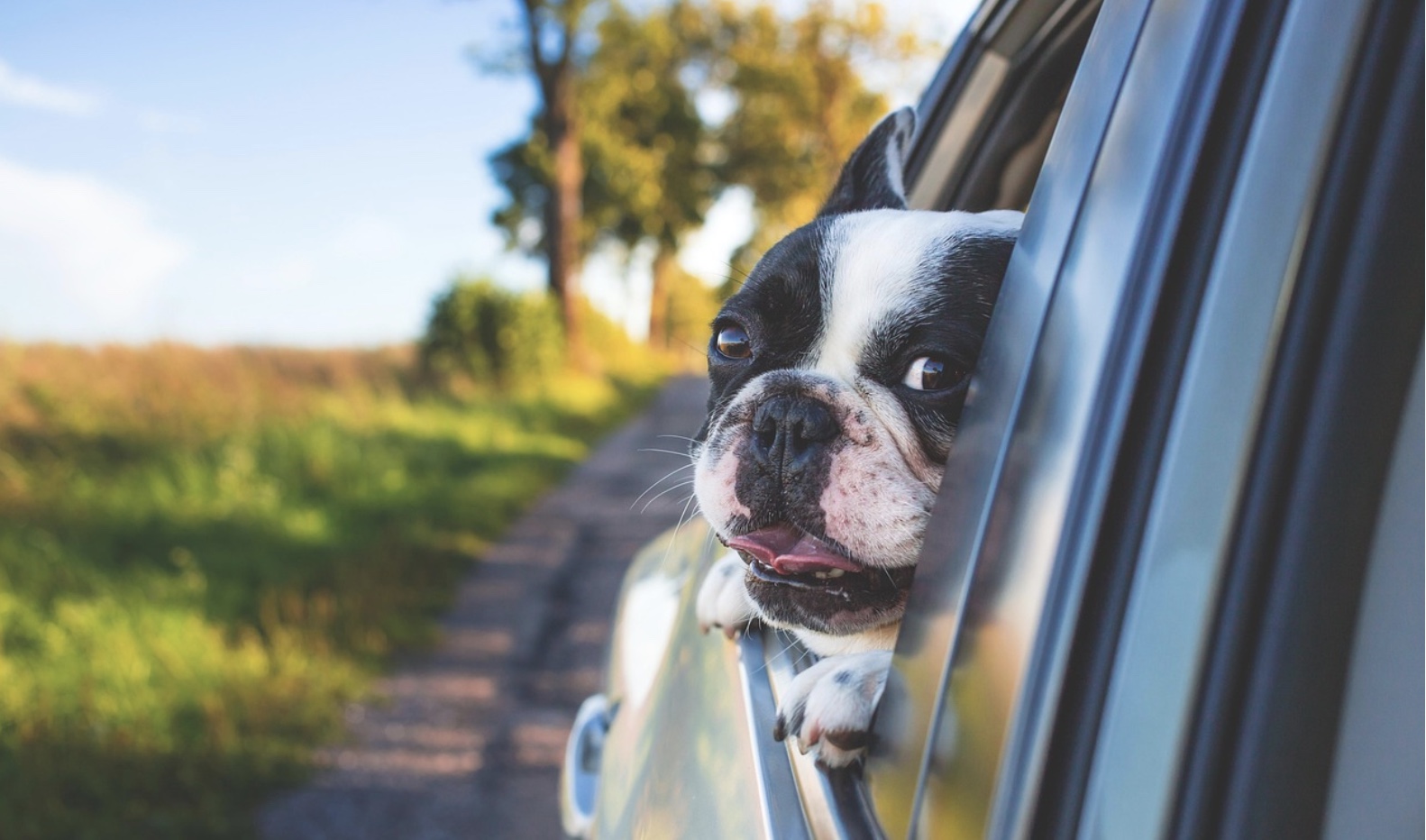제주도 반려동물 차박 관련사진