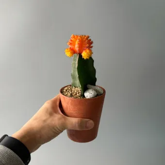 비모란 선인장 키우기, 물주는법, 분갈이, 화분, 월동_48