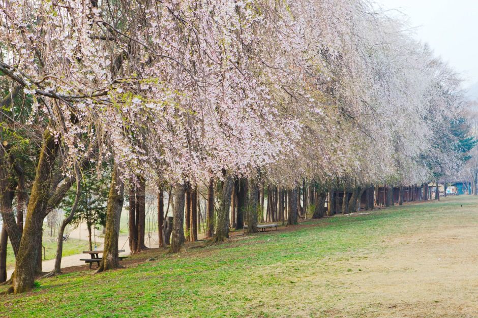 남이섬 벚꽃축제