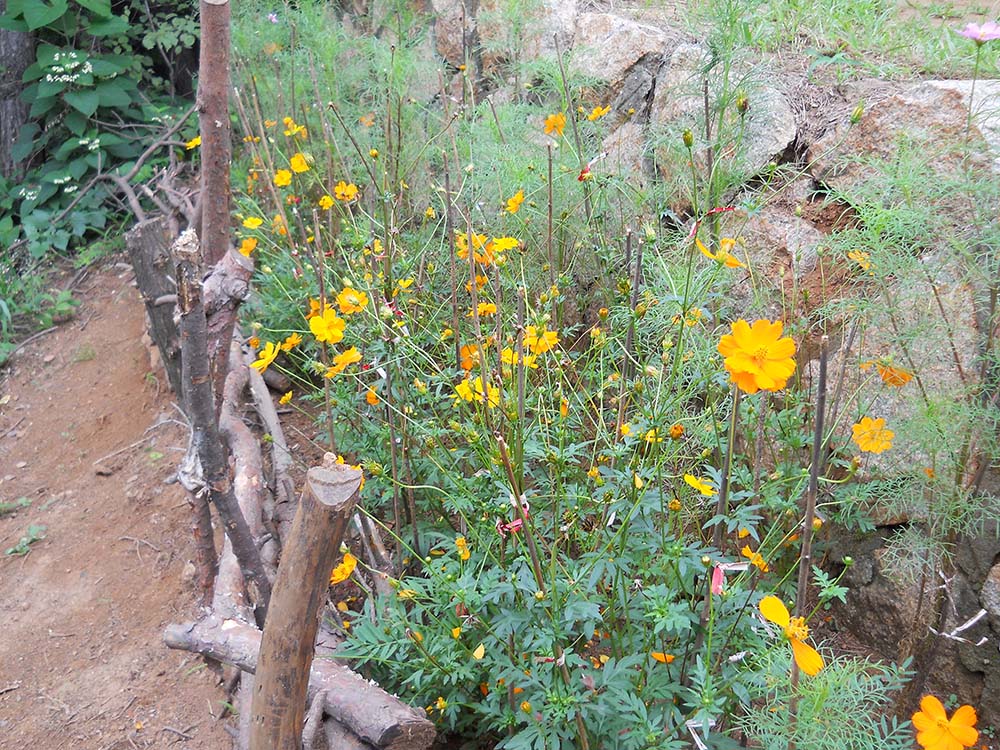 서대문구 안산자락길(AnsanJarakgil) 매미소리