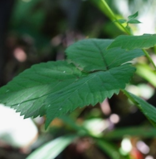 참나물 효능과 부작용 칼로리