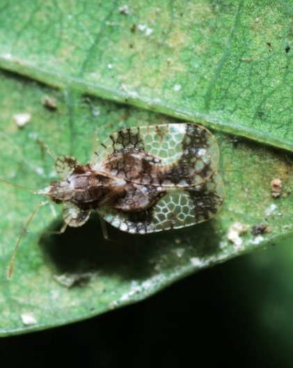 배나무방패벌레 성충1