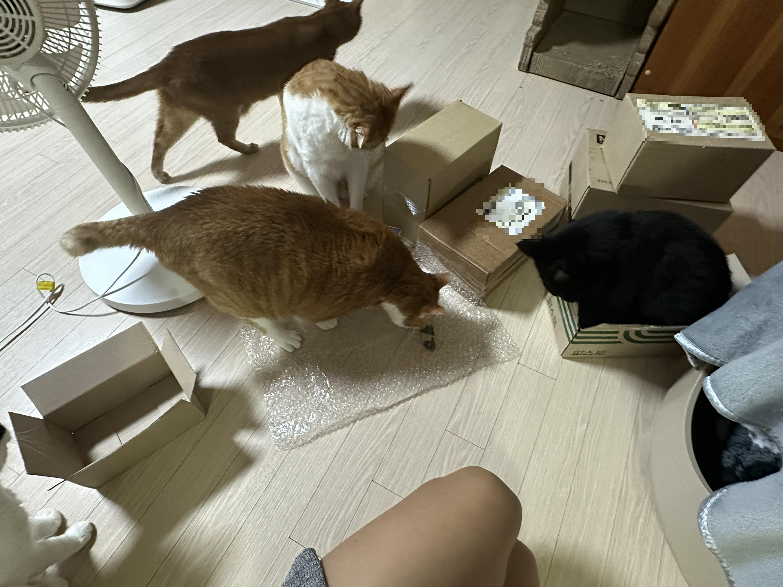 고양이들_택배_언박싱에_몰려드는_고양이들