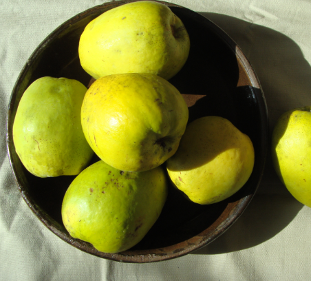 모과청 만드는법