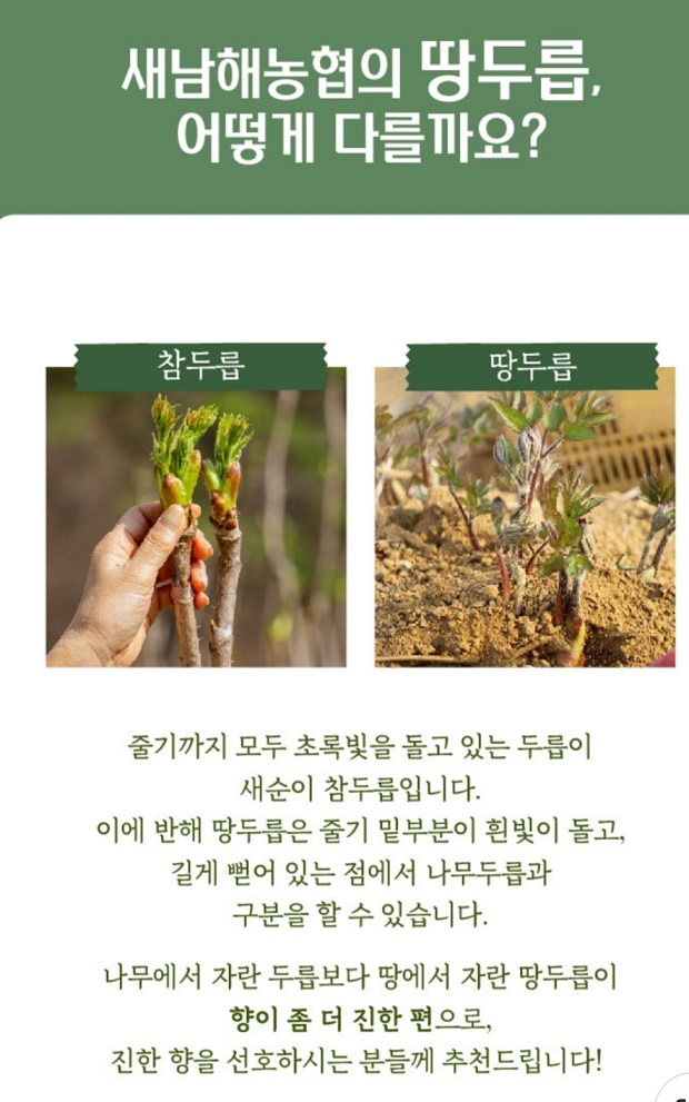 생생정보-남해-땅두릅-