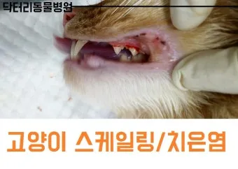 고양이치주염 증상 진단 치료 및 예방법_9