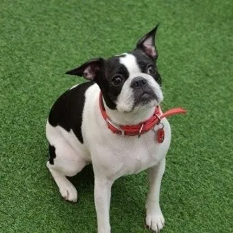 보스턴 테리어 애교만점 강아지 특징_15
