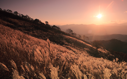 가을나들이 명소 , 억새꽃 명소