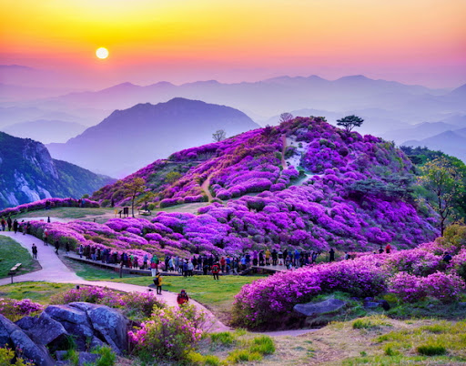 황매산 등산코스 추천