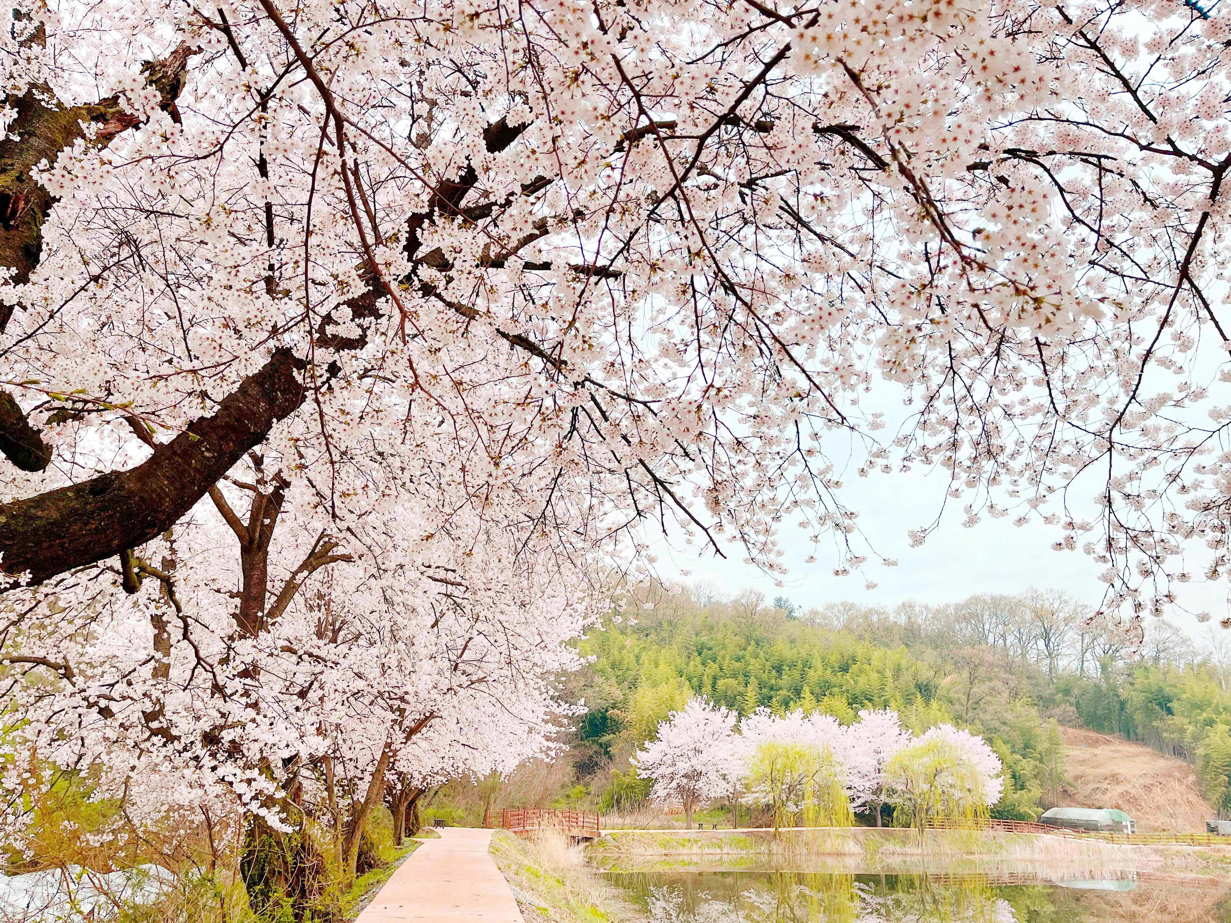 김천 외입석지 벚꽃
