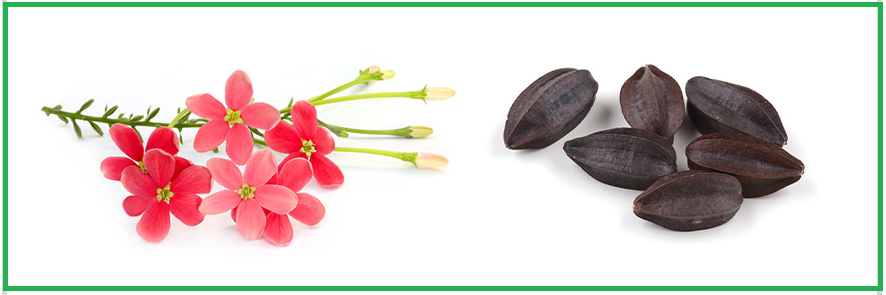 사군자추출분말