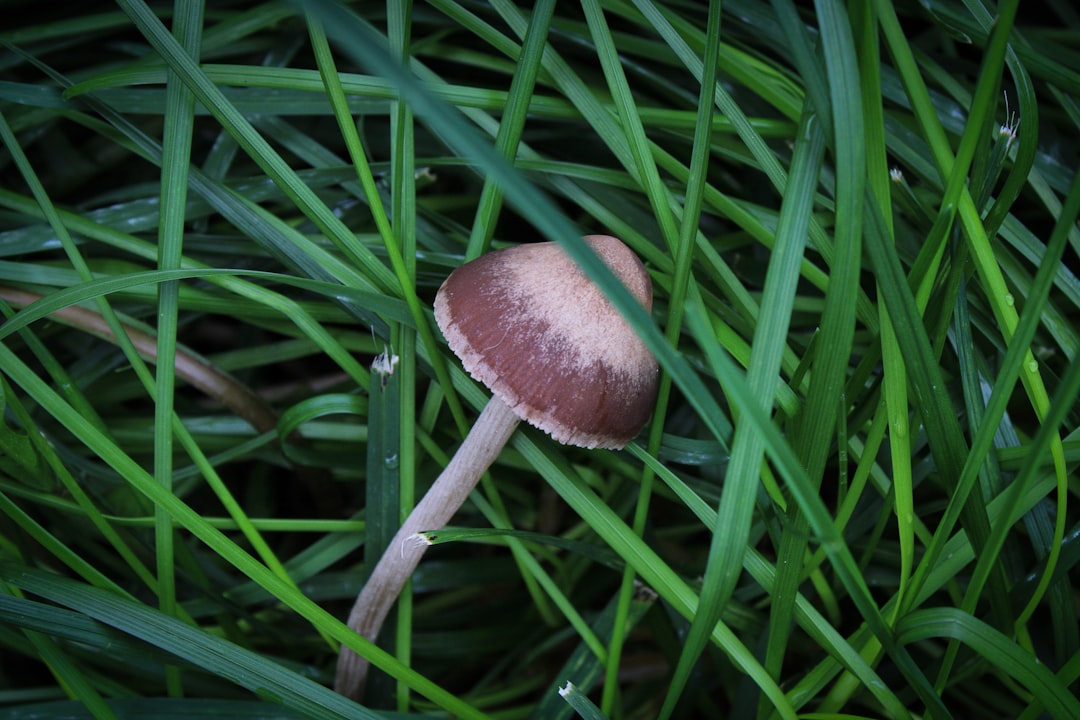 Fungal.