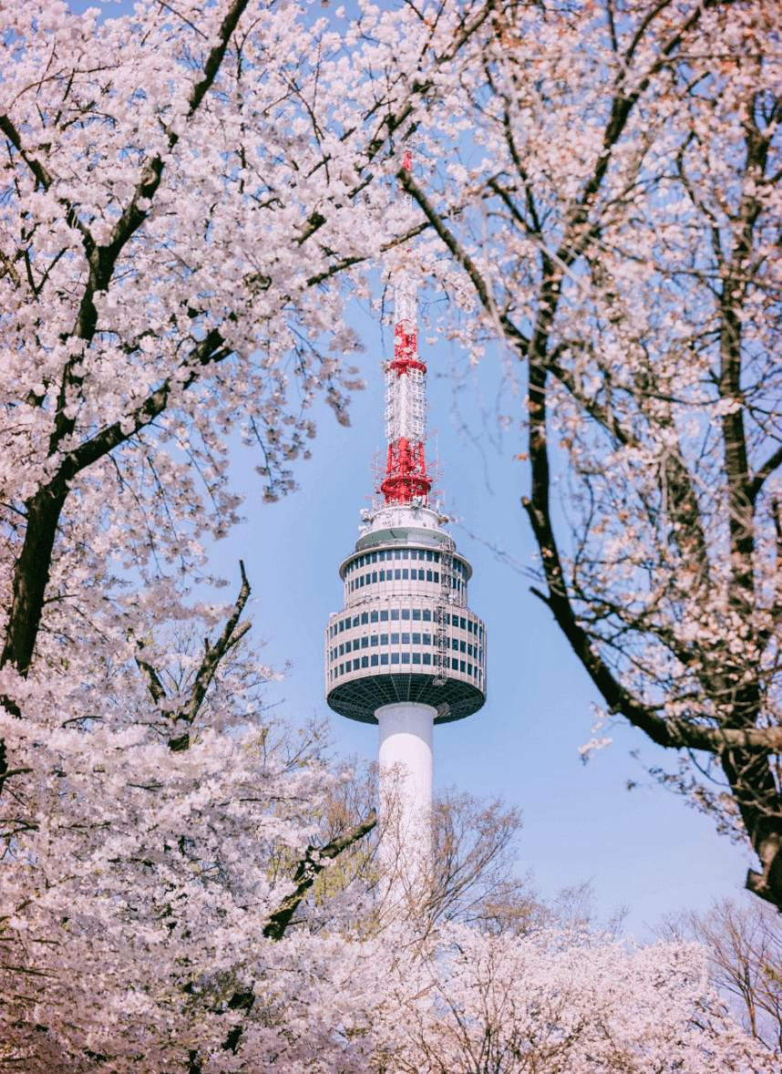 남산 벚꽃
