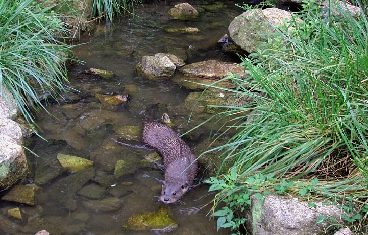 파로호 수달 계곡