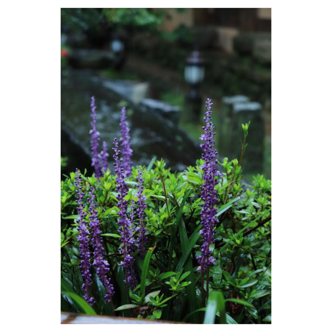 맥문동과 관련된 사진입니다.