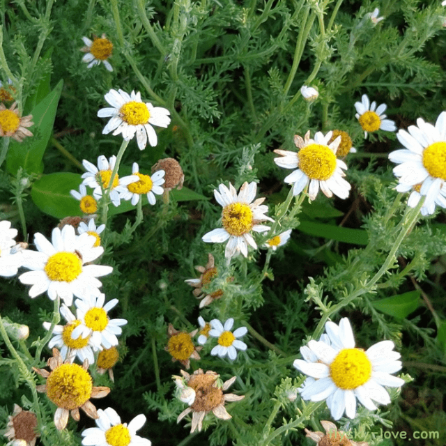 로만 캐모마일(roman chamomile), 로만 캐모마일 오일