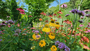 용인 자작나무숲 수국축제