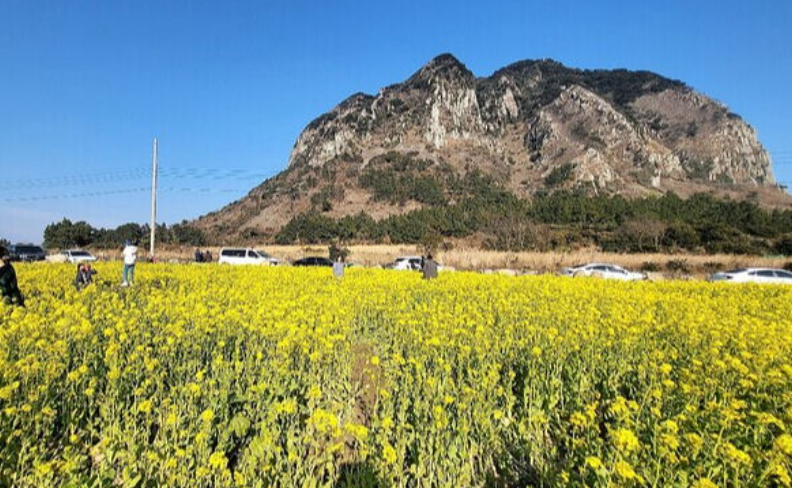 제주도렌트카