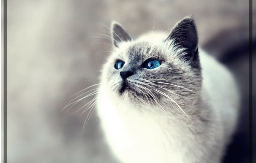 강아지 고양이 변 냄새로 알아보는 건강상태 10가지