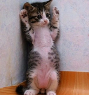 고양이가-잘못해서-구석에서-손들고-있는-모습