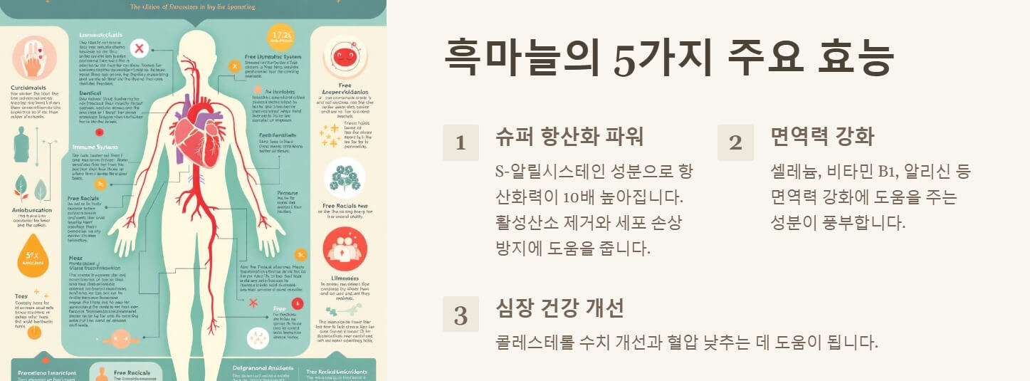 흑마늘 효능과 부작용