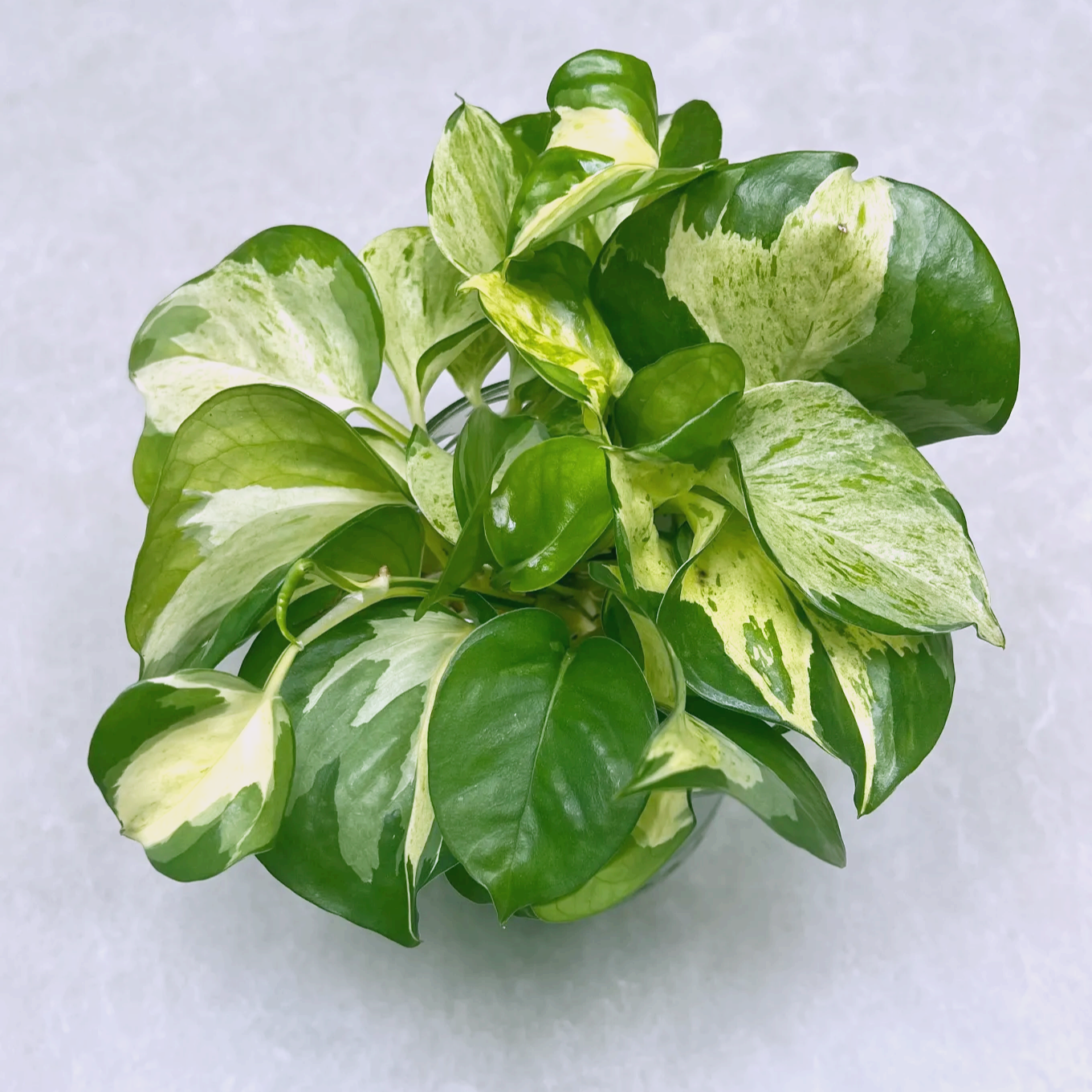 키우기 쉬운 식물