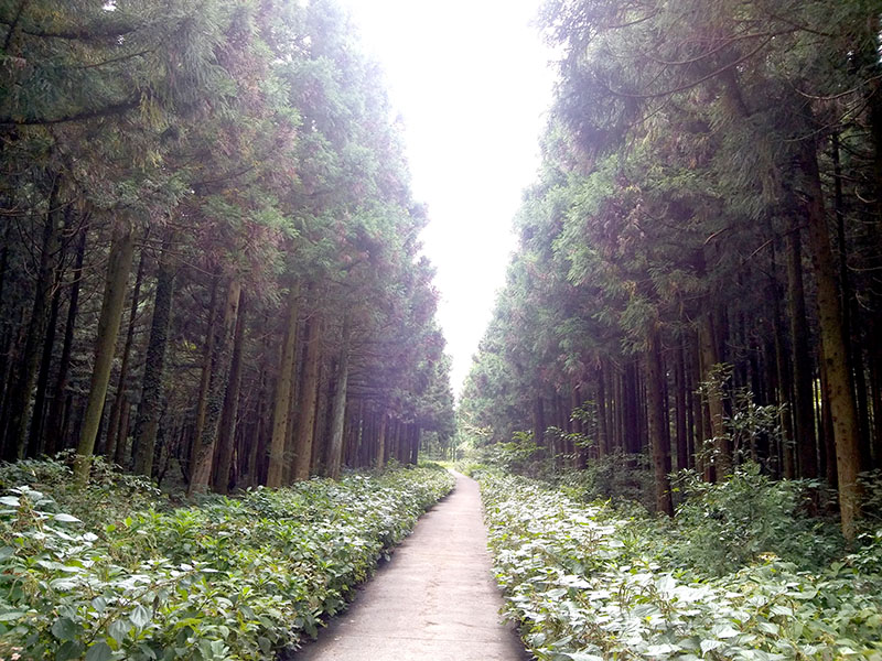 제주 사려니숲길