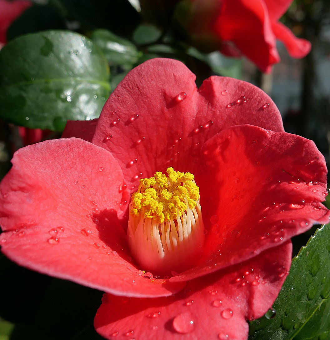 휴애리 자연생활공원