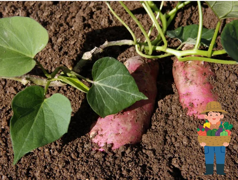 고구마 수확 시기와 방법 – 달고 맛있게 캐는 비법