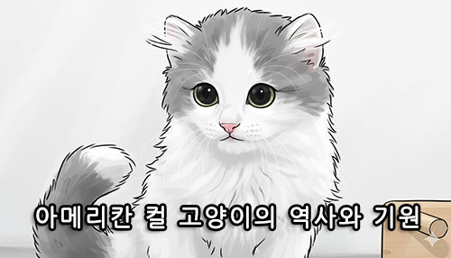 아메리칸 컬 고양이의 역사와 기원