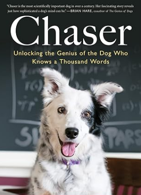 천재견 체이저 사진