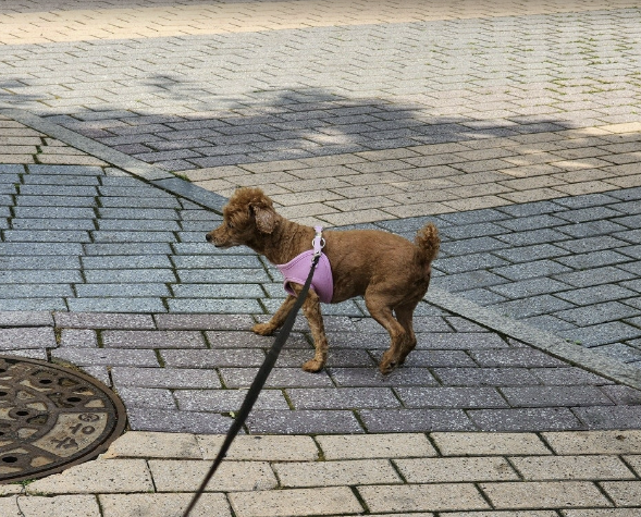 Alt 속성 문제 해결 설명 이미지