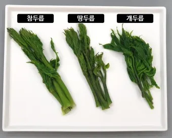 개두릅 참두릅 차이 섭취방법_22
