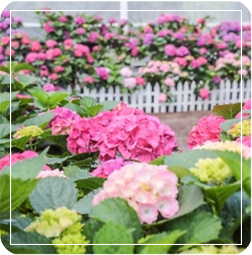 휴애리 수국정원 이미지 출처: 휴애리 홈페이지