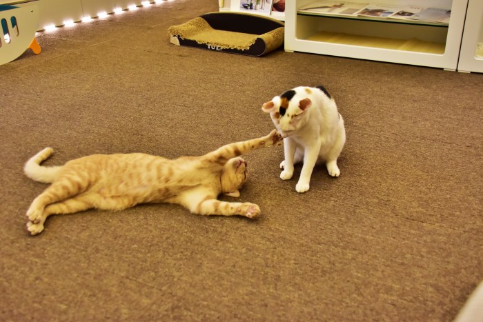 수영동 디저트 카페 스윗트롤 고양이 라떼 마음이