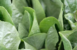 봄철 다이어트 끝판왕 봄동: 영양 성분부터 혈당 조절 돕는 드레싱 레시피 총정리