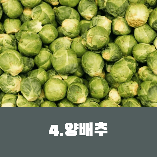양배추