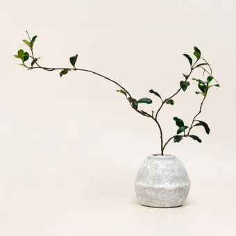 백화등 키우기 삽목방법 가지치기 꽃 노지월동까지_7