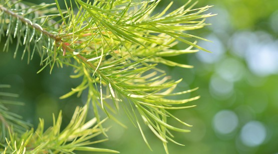티트리잎 홀리바질 효능 4가지